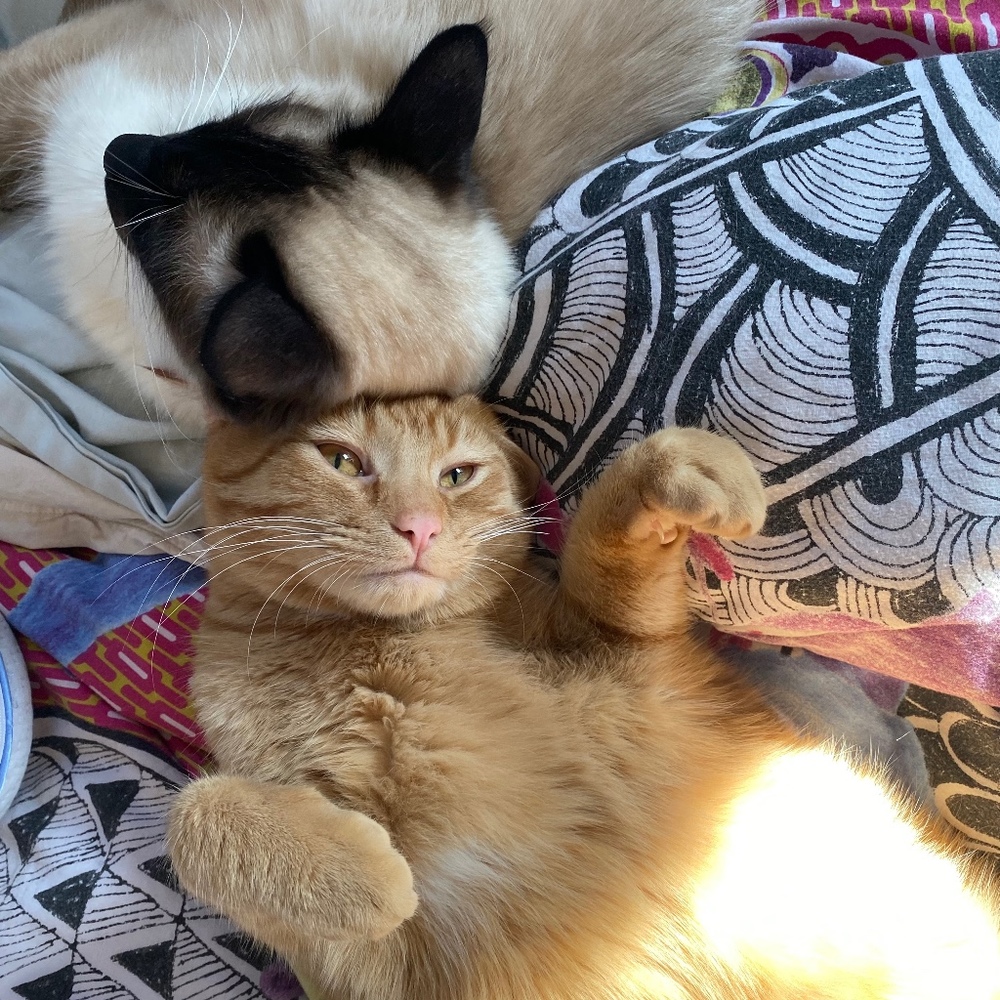 Meet your Posher, Meredith